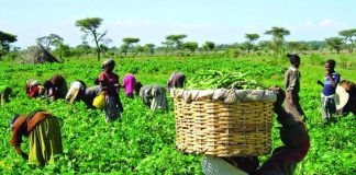 Ẹgbẹ́ àwọn àgbẹ̀ ń fẹ ajọsepọ to dan mọran pẹlu ijọba apapọ – Akọ̀wé àgbà