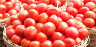 Ramadan: Owó tòmátì máa dínkù lásìkò ààwẹ̀ ọdún yìí