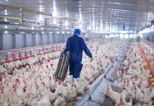 Ìjọba ìpinlẹ̀ Kogi fún àwọn olùsin adìyẹ ní àsírí ìgbàlódé