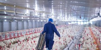 Ìjọba ìpinlẹ̀ Kogi fún àwọn olùsin adìyẹ ní àsírí ìgbàlódé